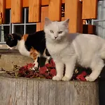 新特格拉本鲍尔公寓 *