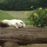 公寓 新特格拉本鲍尔公寓 *