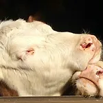 新特格拉本鲍尔公寓 *